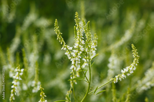 Weißer Steinklee_Melilotus albus, begegnet auf der Schwäbischen Alb