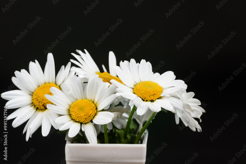 Obraz premium White daisy on a. flower bloom blossom concept. bouquet of daisies in a vase with. a bouquet of daisies in a lifestyle vase with.