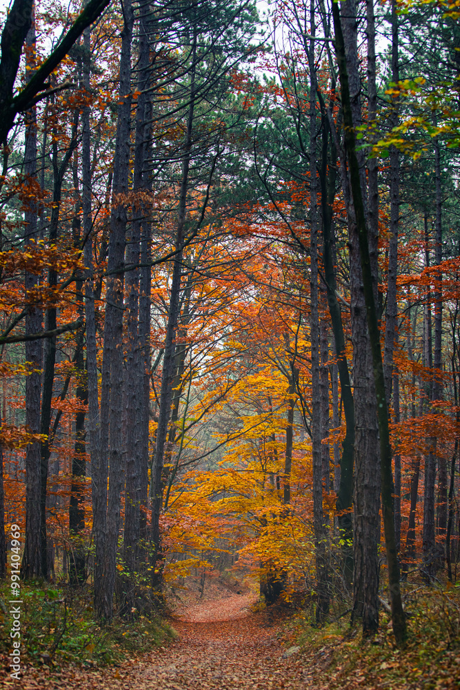 Fototapeta premium misty autumn forest