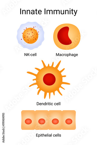 Components of Innate Immunity System