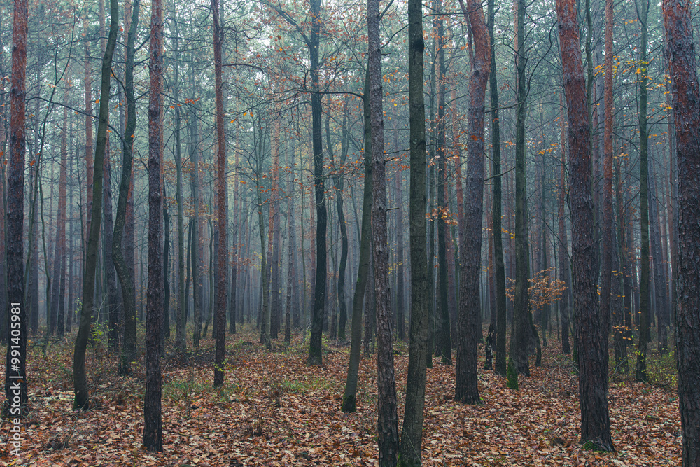 misty autumn forest misty autumn forest