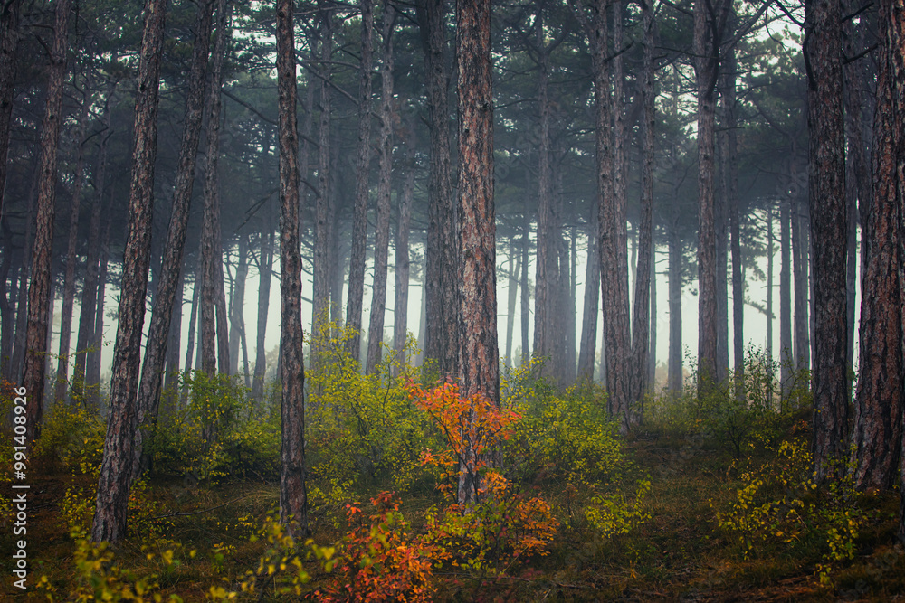 Obraz premium misty autumn forest
