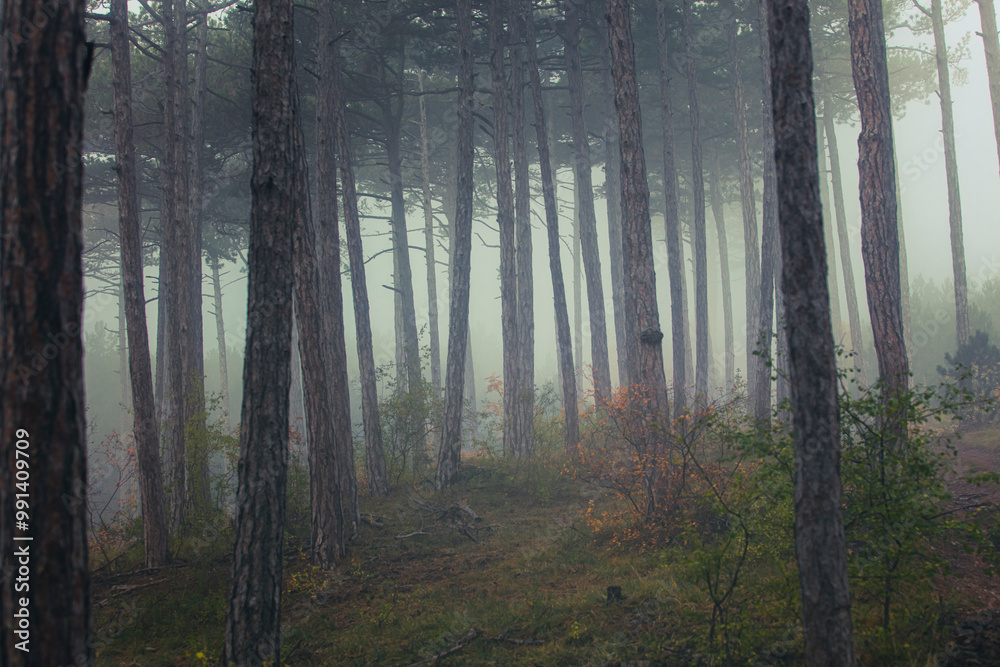 Obraz premium misty autumn forest in the morning