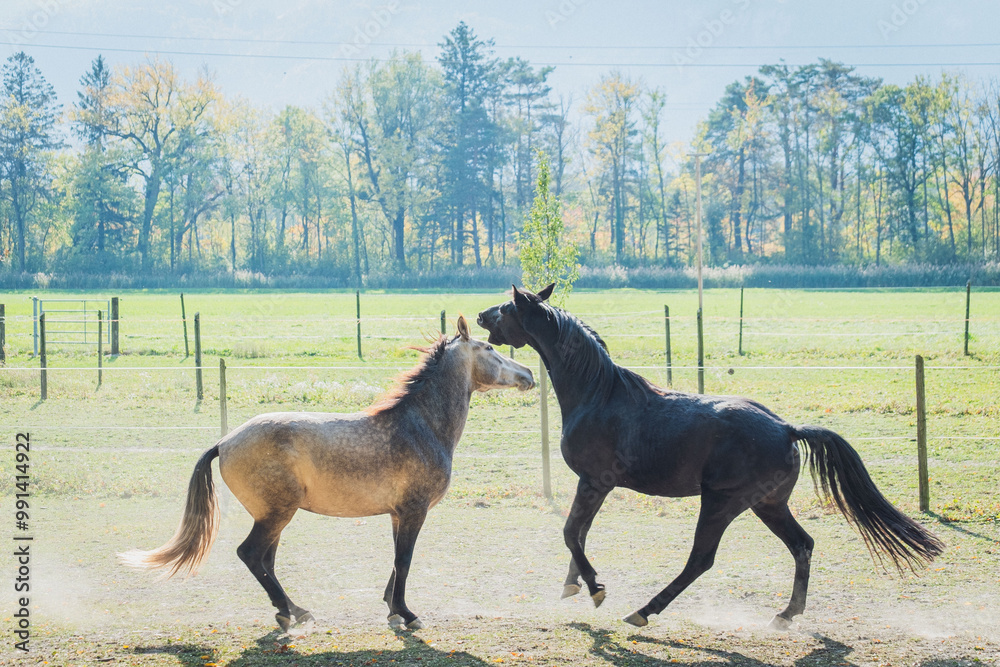 two horses playing in the field two horses playing in the field