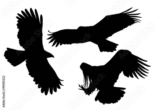 eagle vector illustration