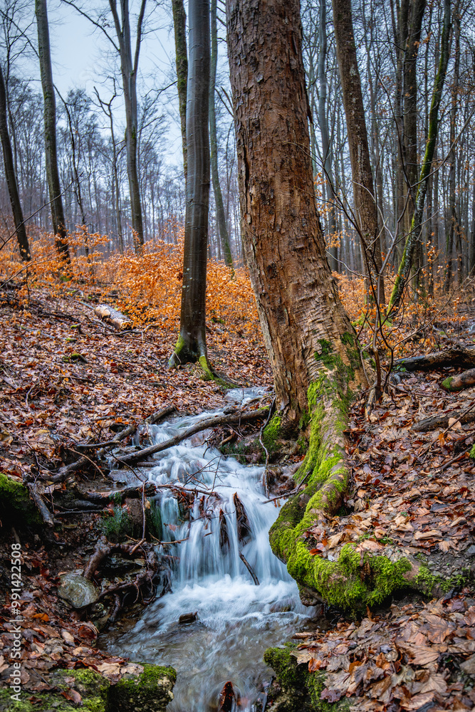 Little stream in the autumn forest with the waterfall and the orange foliage Little stream in the autumn forest with the waterfall and the orange foliage