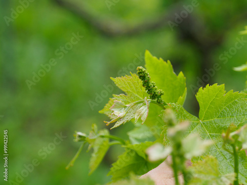 Close up of wine grape flower buds developing on vine in spring photo