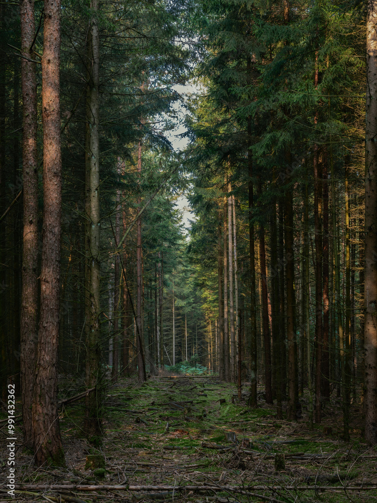 Fototapeta premium Monokultur Fichte Kiefer mit Rückegasse und Moos