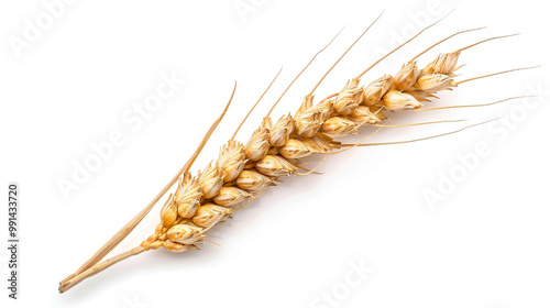 wheat ears isolated on white