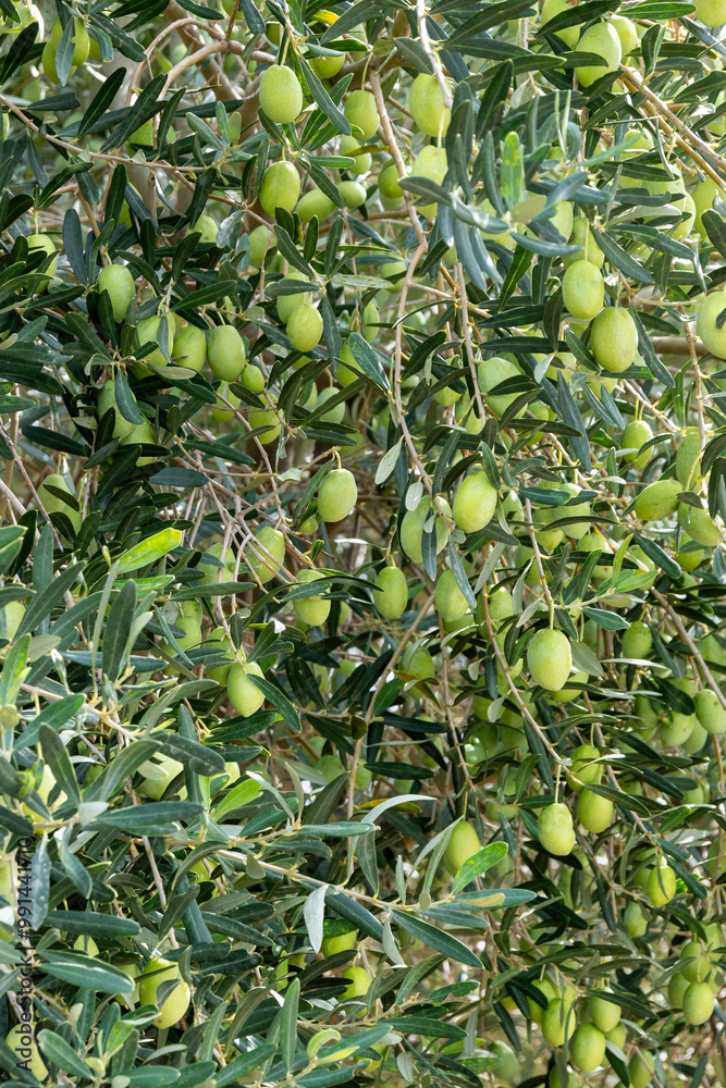 closeup of olive tree with green olives closeup of olive tree with green olives
