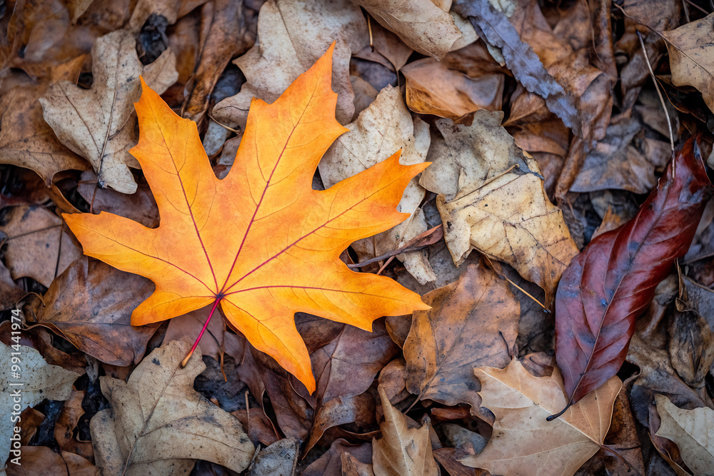 Bright orange maple leaf resting on dry autumn foliage, symbolizing seasonal change Bright orange maple leaf resting on dry autumn foliage, symbolizing seasonal change