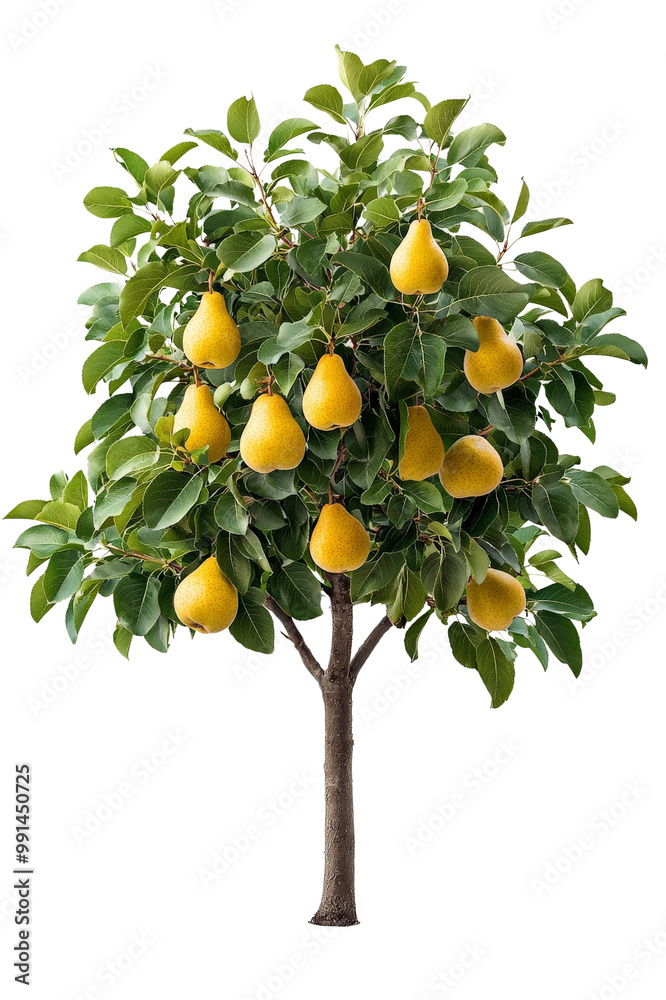 A fruit-laden pear tree with green leaves and visible yellow pears, isolated on transparent background, PNG file A fruit-laden pear tree with green leaves and visible yellow pears, isolated on transparent background, PNG file