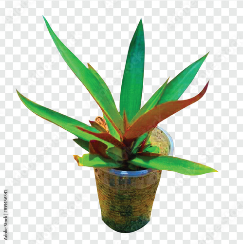 aloe vera plant in pot