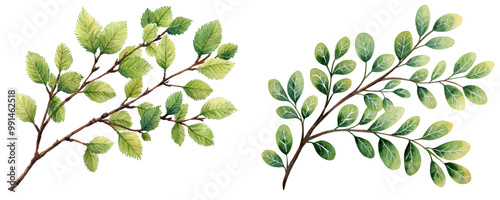 Wallpaper Mural Alder branch with lush green leaves, isolated on transparent background Torontodigital.ca