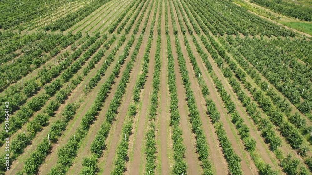 Plantation of trees planted in many rows. Green seedlings. Agriculture. View from above Plantation of trees planted in many rows. Green seedlings. Agriculture. View from above