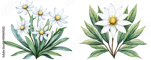 Edelweiss flowers with white petals and green leaves, isolated on transparent background