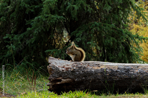 sweet squirrel photo