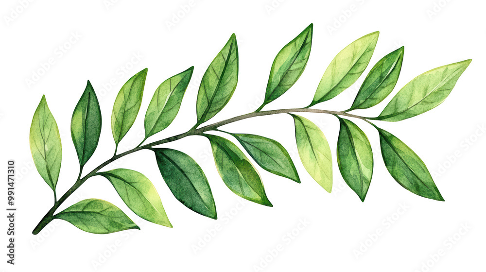 Fototapeta premium Green branch with vibrant leaves on a white background, isolated on transparent background