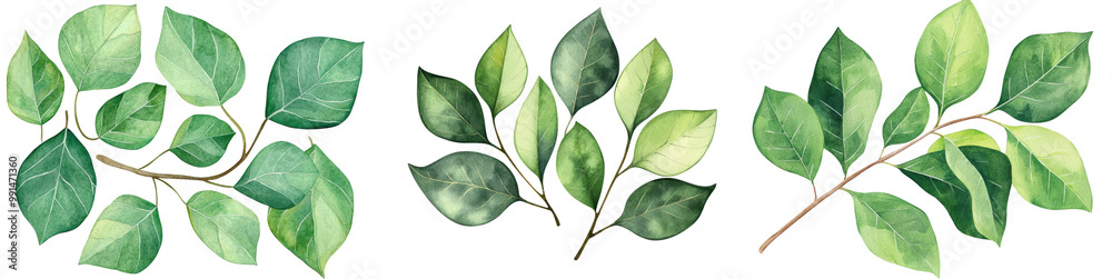 Gum tree leaves in various shades of green, isolated on transparent background