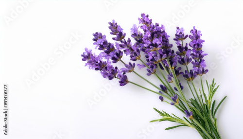 Lavender Flowers on White Background