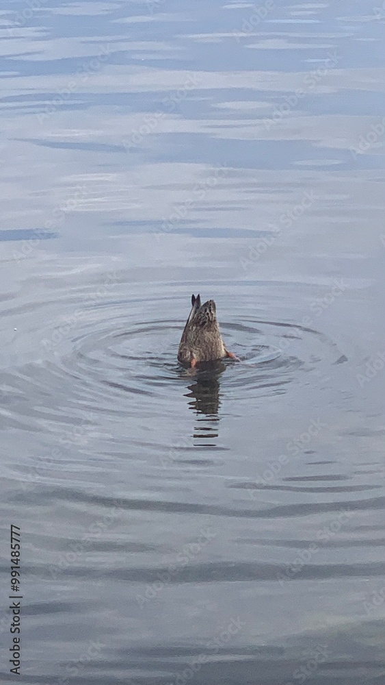 Fototapeta premium duck head in the water