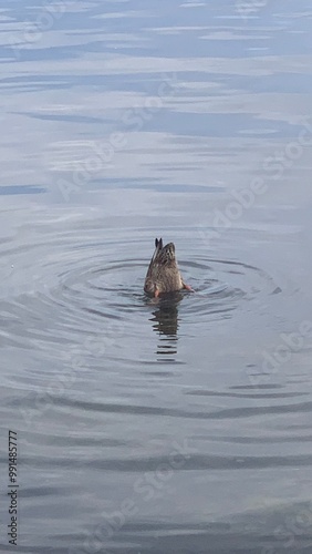 duck head in the water