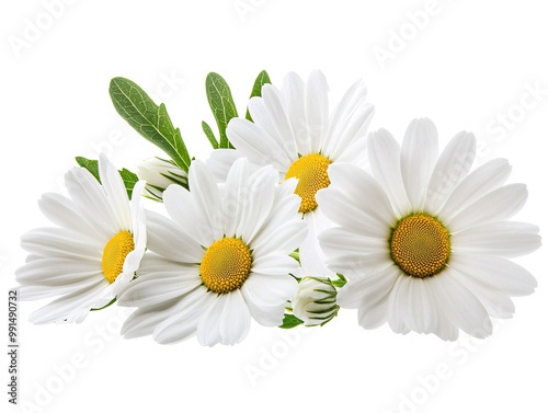 a group of white flowers with yellow center