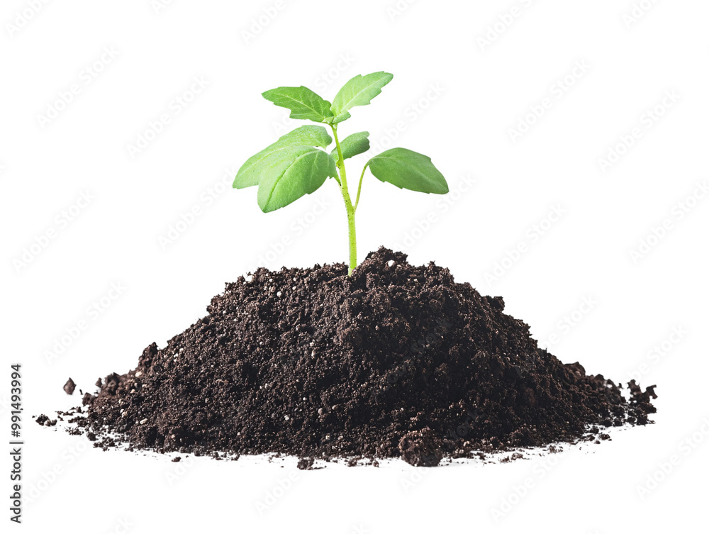 a green plant growing out of a pile of dirt a green plant growing out of a pile of dirt