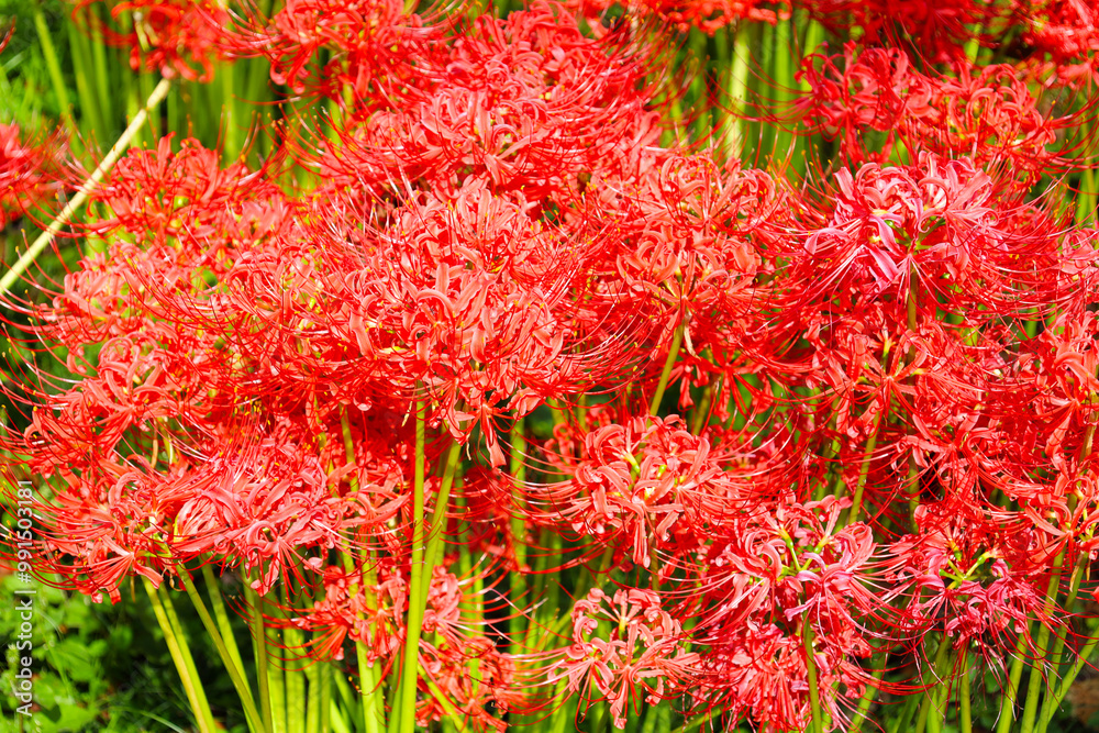 Red spider lily blooming in a Japanese field in autumn Red spider lily blooming in a Japanese field in autumn