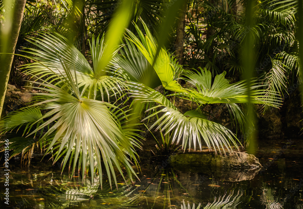 Obraz premium Jungle landscapes of Quintana Roo Mexico