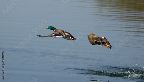 Wild ducks in mid-flight above a river