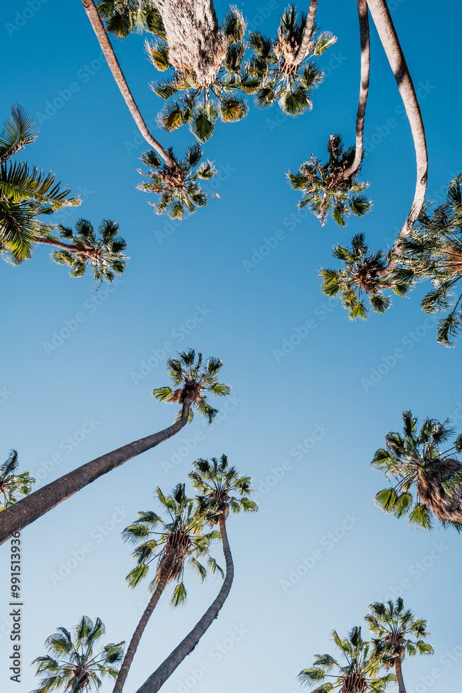 Low angle view of tall palm trees against clear blue sky in daylight Low angle view of tall palm trees against clear blue sky in daylight