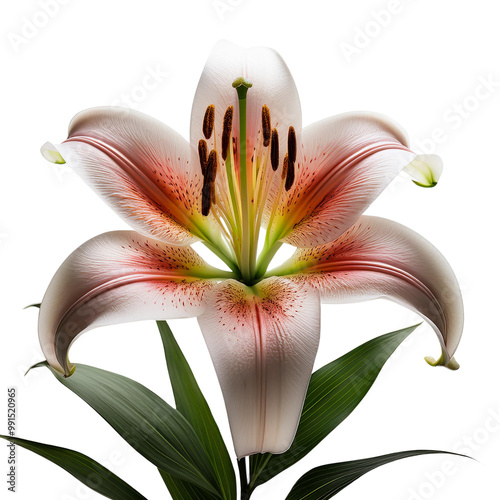 white lily flower