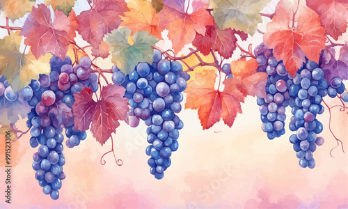 A beautiful watercolor illustration of grape clusters in shades of red, purple, and blue, hanging from vines with autumn leaves.