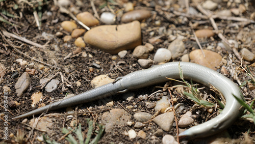 Slowworm snake dead on a field path