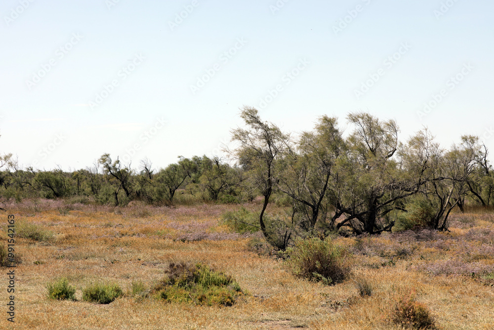 Landscape in the Camargue Provence South of France Landscape in the Camargue Provence South of France