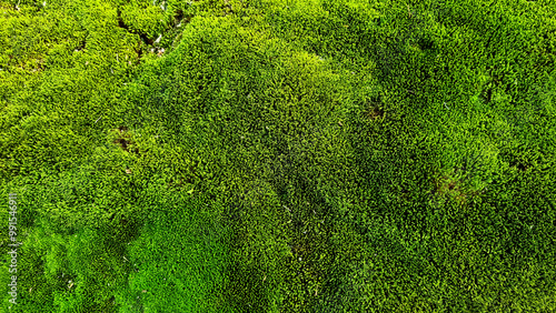 Photography Green moss background texture