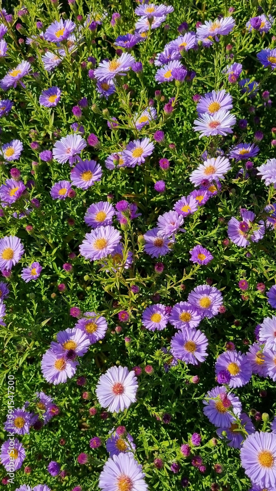 Obraz premium Purple aster flowers in the garden on a sunny day. Autumn chrysanthemums. Selective focus