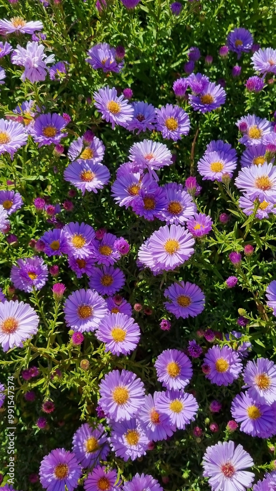 Obraz premium Purple aster flowers in the garden on a sunny day. Autumn chrysanthemums. Selective focus