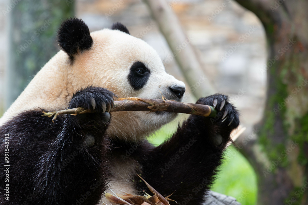 Obraz premium Close up Cute Panda , Fu Bao, Wolong Panda Base, China