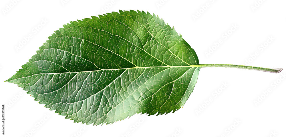Fototapeta premium Green apple leaf isolated on transparent background