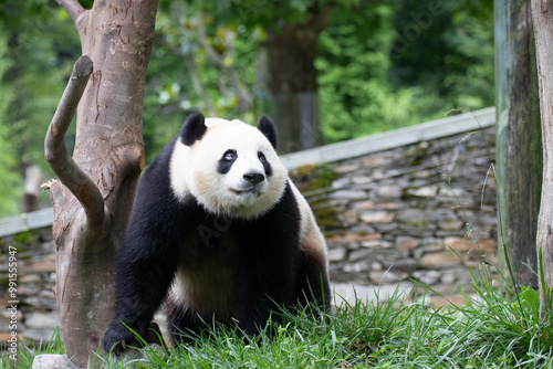 Close up Cute Panda, Bao Li, in Wolong Panda Base, China photo