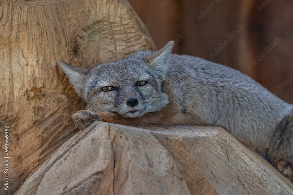 Obraz premium Wunderschönes Tier bei Tageslicht