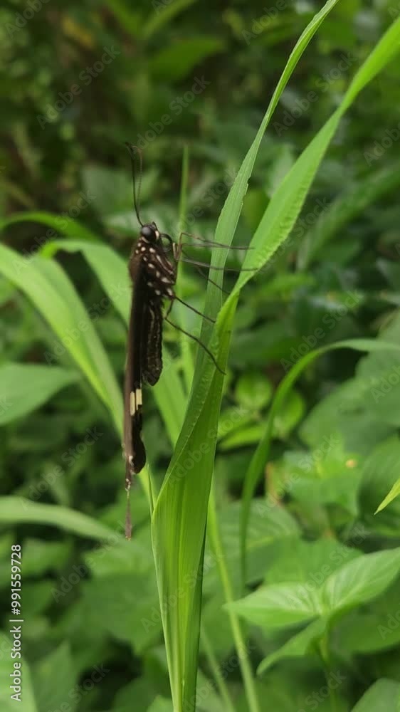 A beautiful swallow tail butterfly sitting on the green leaf in the garden, vertical, slow motion video, odisha, india. A beautiful swallow tail butterfly sitting on the green leaf in the garden, vertical, slow motion video, odisha, india.