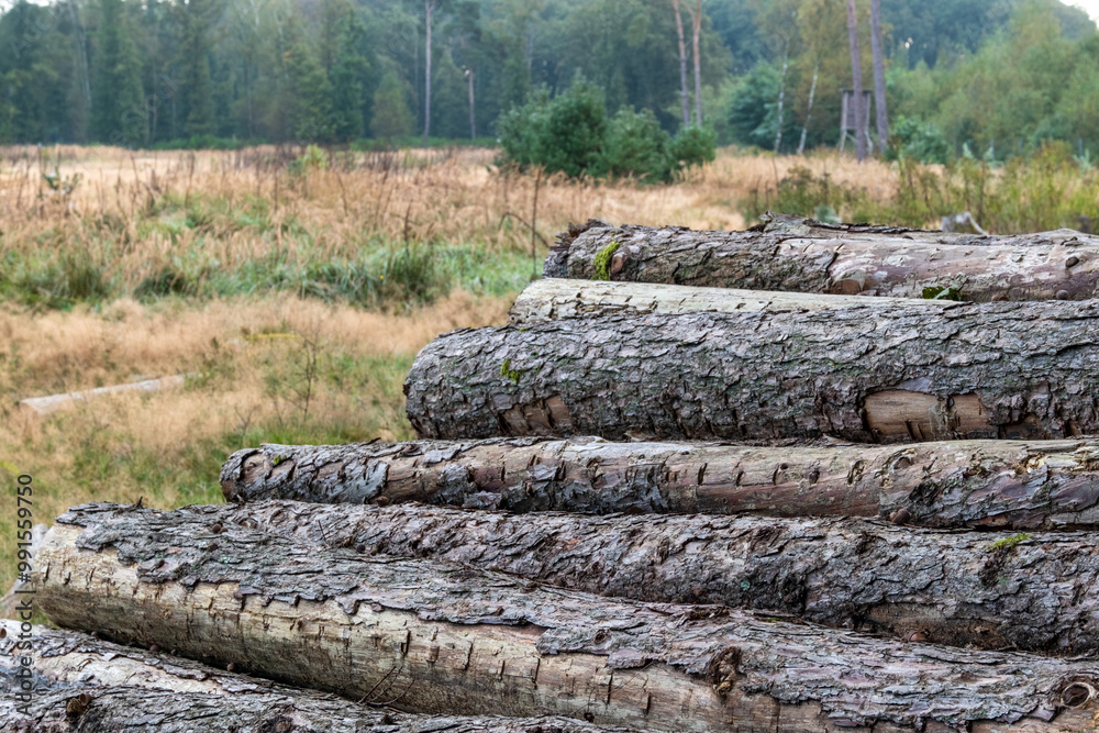 old tree trunks, forest clearing in the background old tree trunks, forest clearing in the background