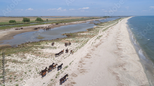 Tapety artystyczne Wild horses in the Danube Delta