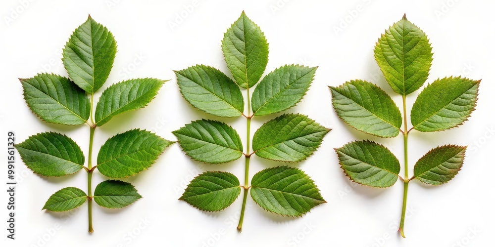 Collection of small rose leaf twigs with five leaves isolated on white background, rose, leaf, twig, plant, nature Collection of small rose leaf twigs with five leaves isolated on white background, rose, leaf, twig, plant, nature