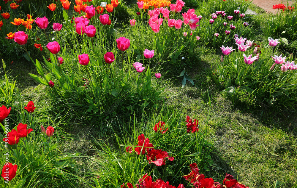 flowerbed of spring blooming tulips ready for harvesting and shipping to the market