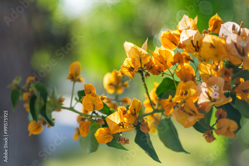 Yellow Flowers
