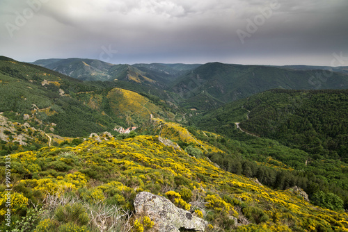 Genêts en fleur en Ardèche